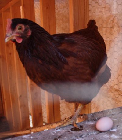 39855_hen_egg.jpg