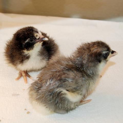 39865_ginnyhaylinfirstdayinbrooder_byc.jpg