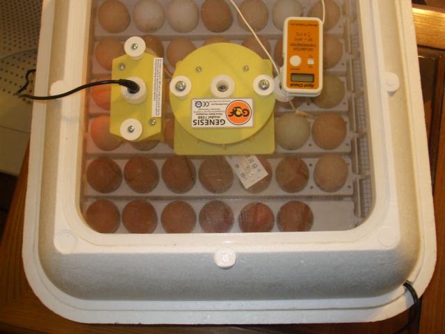 39871_chickens_eggs_001.jpg