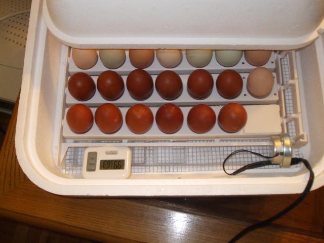 39871_chickens_eggs_002.jpg