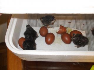 39871_chickens_feb_13_003.jpg