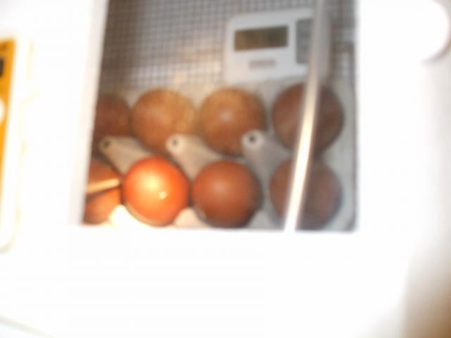 39871_chickens_feb_13_004.jpg