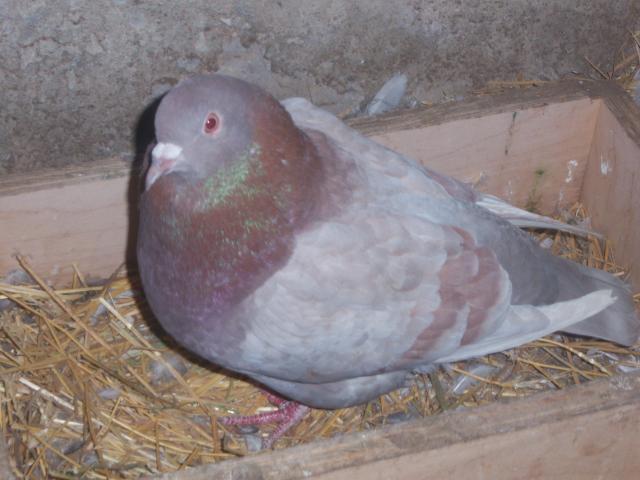 39909_pigeons_006.jpg
