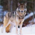 39911_grey_wolf.jpg