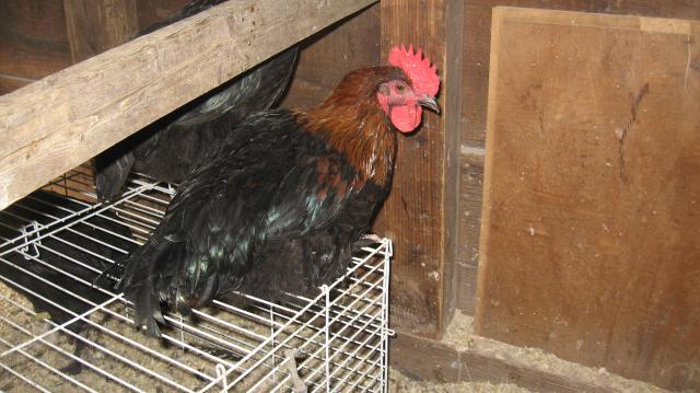 39980_chickens_258.jpg