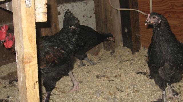 39980_chickens_261.jpg