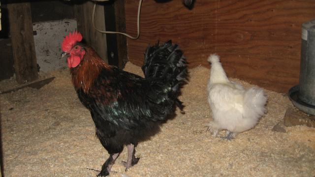 39980_chickens_271.jpg