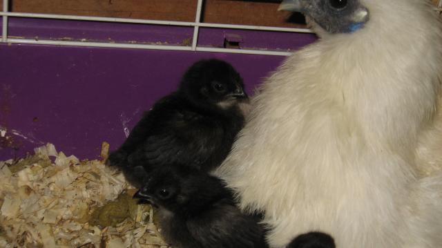 39980_chickens_292.jpg