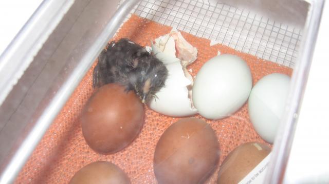39980_chickens_300.jpg
