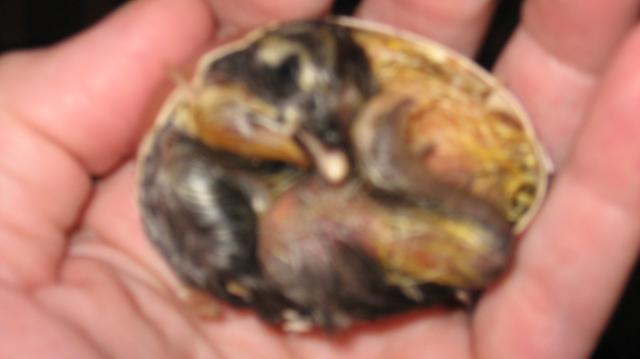 39980_chickens_303.jpg