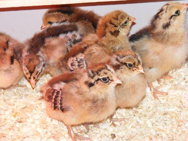40026_chicks.jpg
