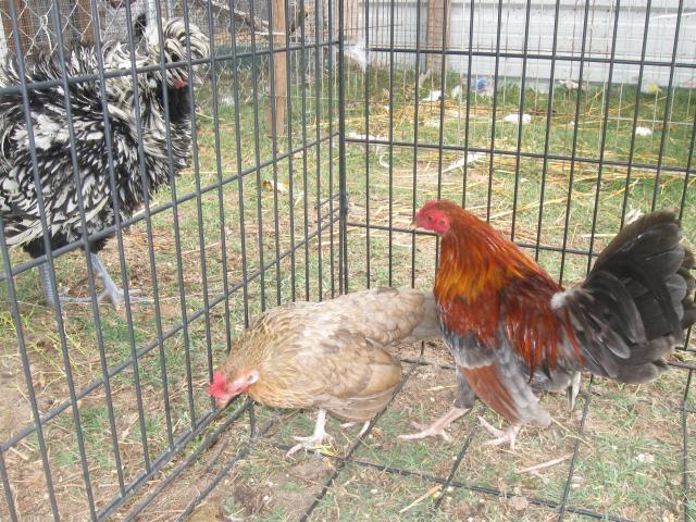 40043_chickens_057.jpg