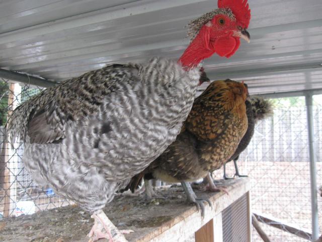 40043_chickens_2_020.jpg