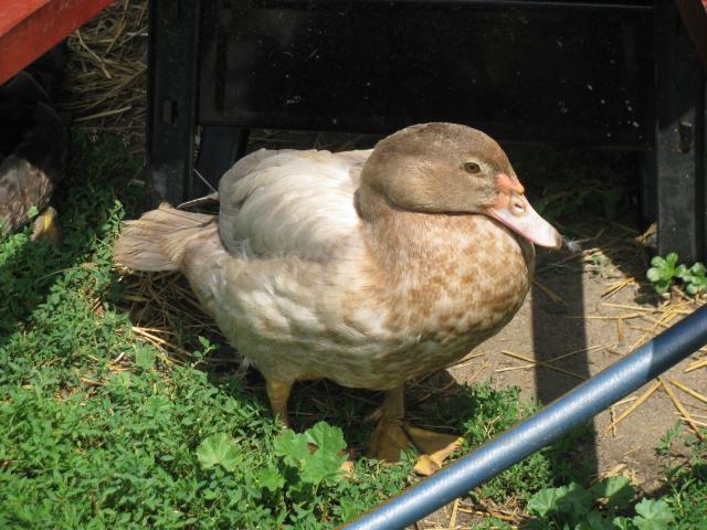 40051_hen.jpg