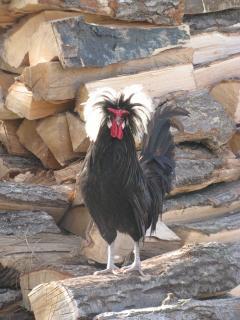 40051_killerman.jpg