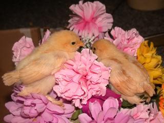 40058_dscn9274.jpg