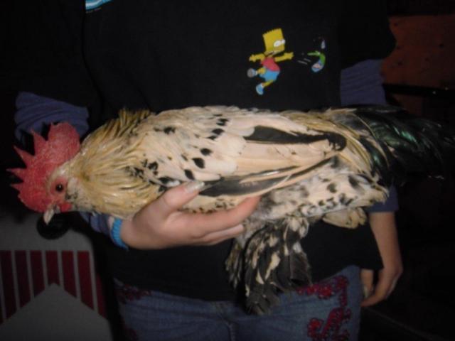 40058_p4260045.jpg