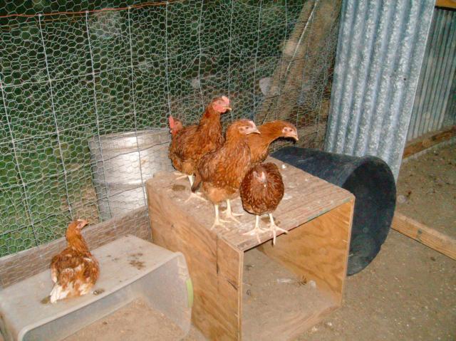 4007_poultry_212.jpg