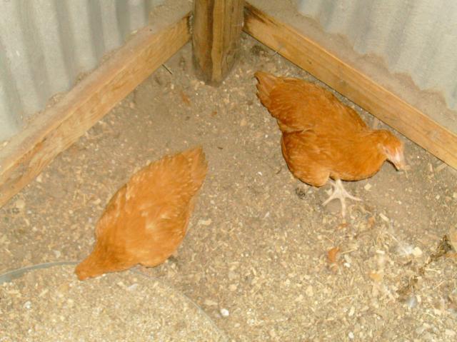 4007_sany0007111.jpg