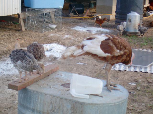 4007_sany0064.jpg