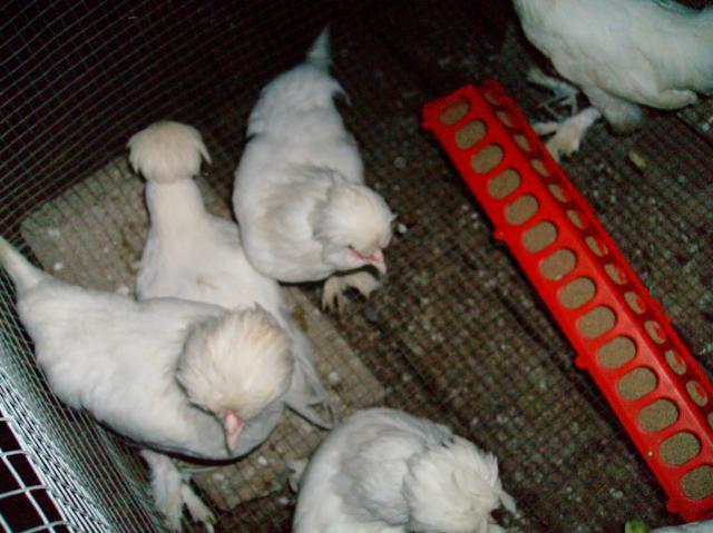 4007_sany0087.jpg