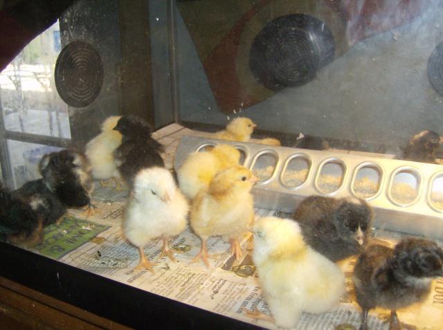 40113_chicksoct2010_001.jpg