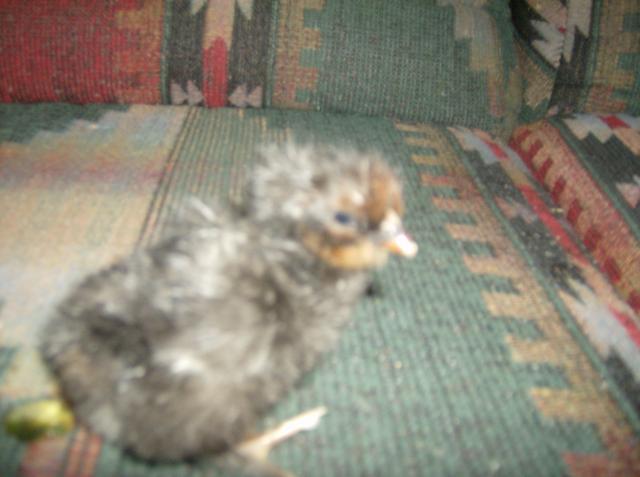 40113_chicksoct2010_006.jpg