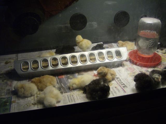 40113_chicksoct2010_008.jpg