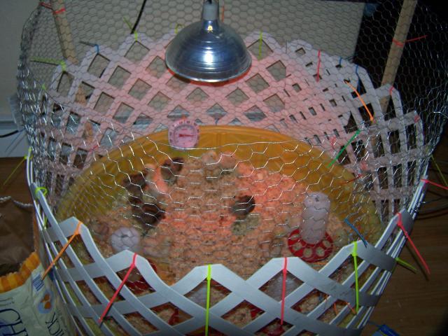 Isabrowneyedsues Chicken Brooder | BackYard Chickens