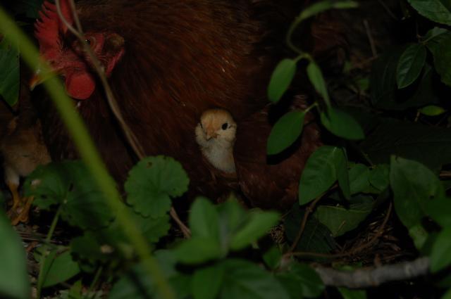 40176_chicks_016.jpg