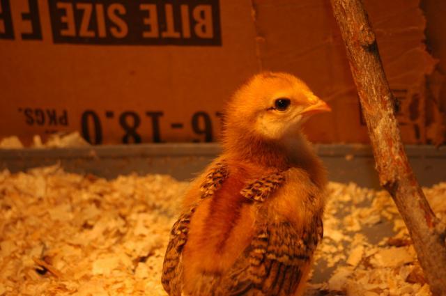 40176_chicks_048.jpg