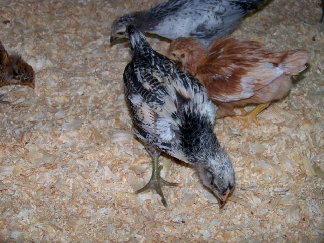 40181_chicksweb100_2342.jpg
