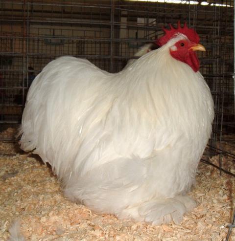 40221_bb_cock_by_beany_schrader.jpg
