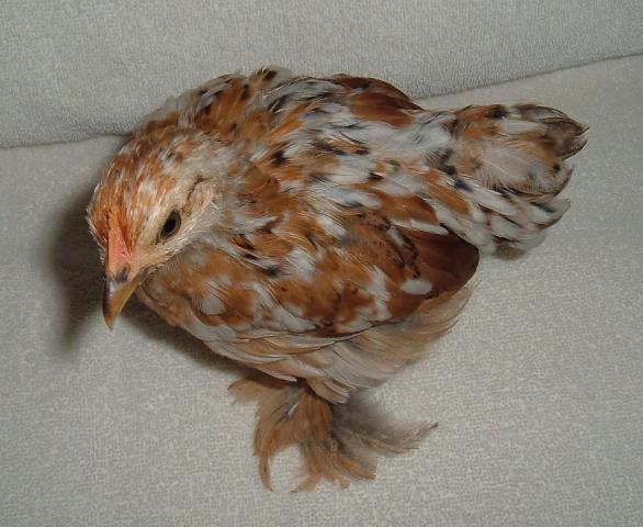 40221_bxgn_8-1-103.jpg