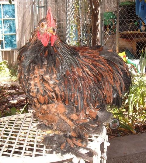 40221_calypso2_8-22-10.jpg