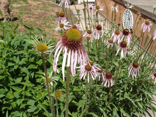 40221_dscf9143.jpg