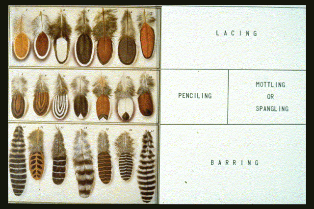 40221_feather_patterns.gif