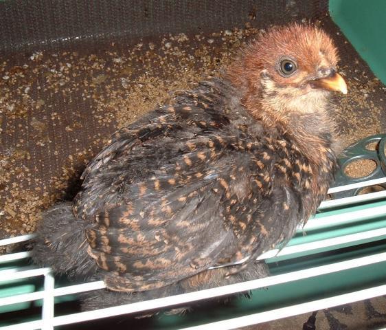 40221_gl_6-13-10_chick.jpg
