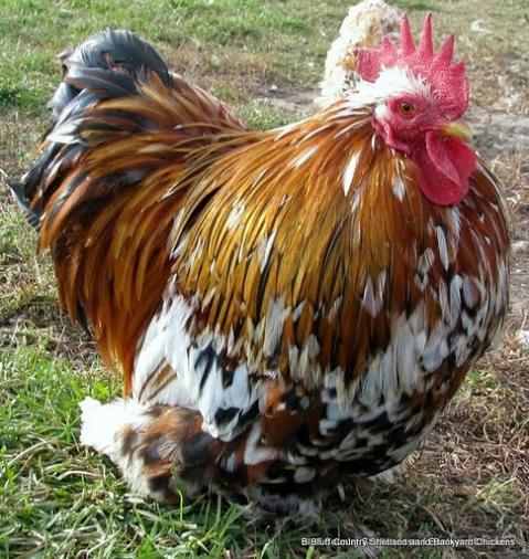 40221_mfc_roo-cj1.jpg