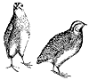 40231_quail_1_th.gif