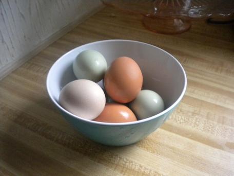 40237_eggs.jpg