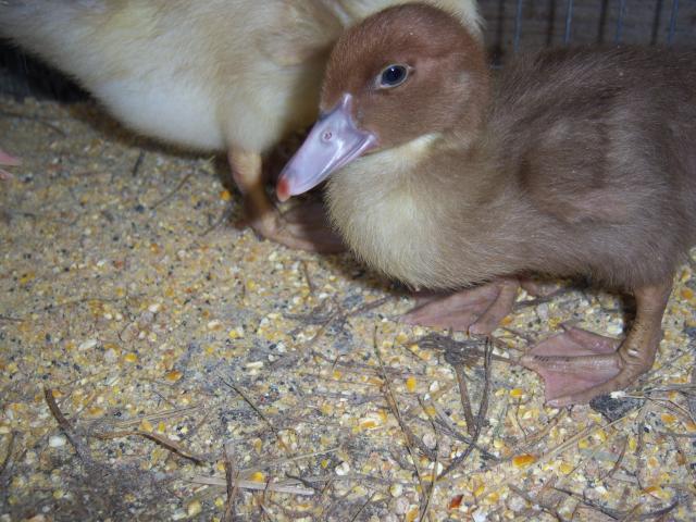 40256_0000_205.jpg