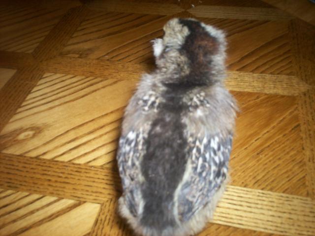 40307_ee_chick1_back.jpg