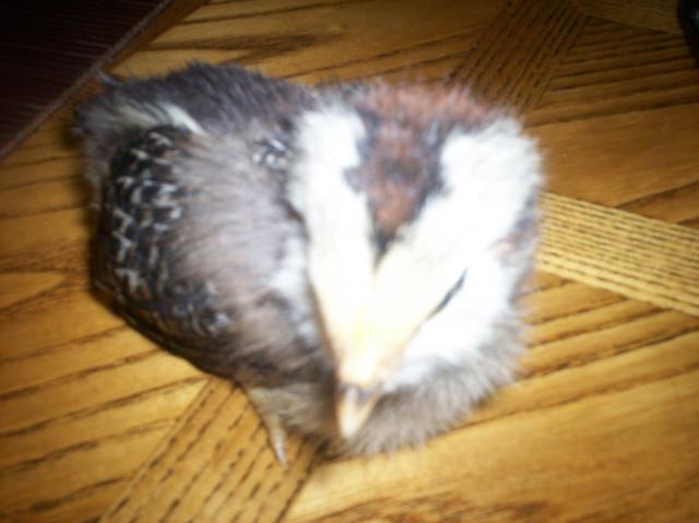 40307_ee_chick1_head.jpg