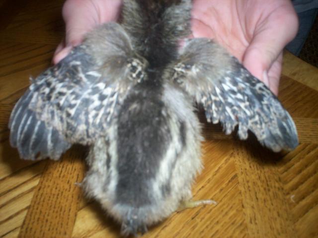 40307_ee_chick1_wings.jpg