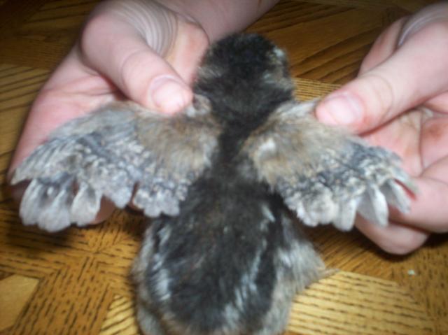 40307_ee_chick2_wings.jpg
