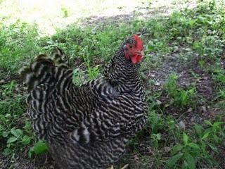 40310_miracle_chicken.jpg