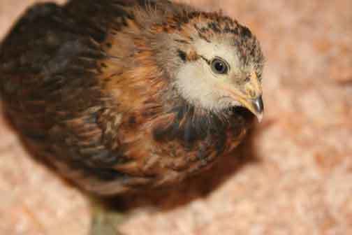 40331_roo3.jpg