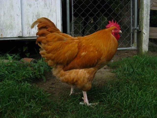 4033_peeperbarn.jpg