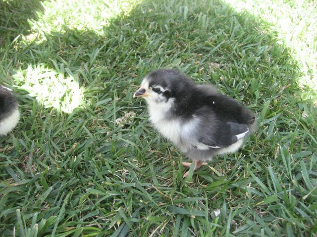 40347_chickens_ii_079.jpg